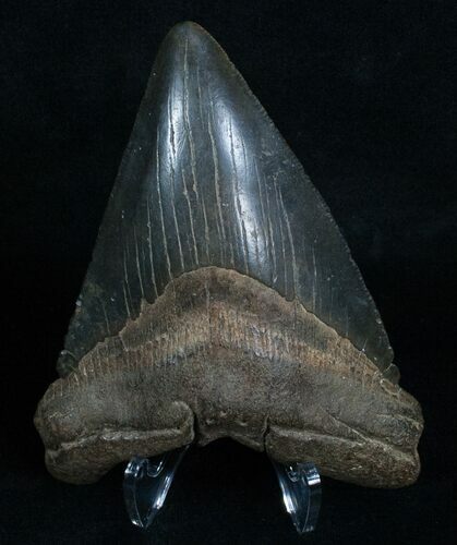 Megalodon Tooth From Georgia #6062